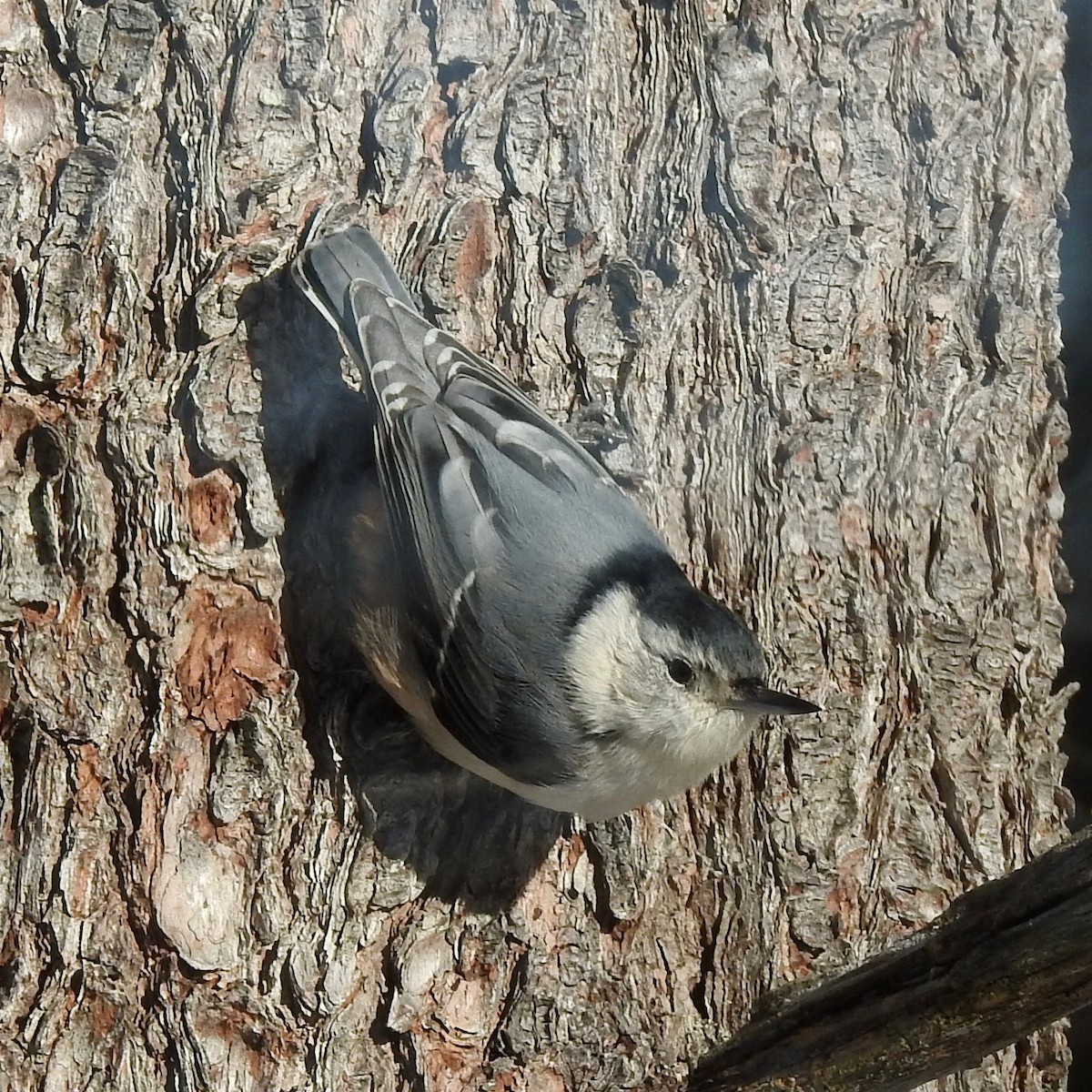 White-breasted Nuthatch - ML307196891