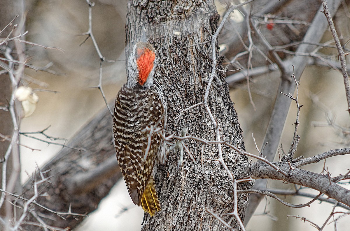 Cardinal Woodpecker - ML307199051