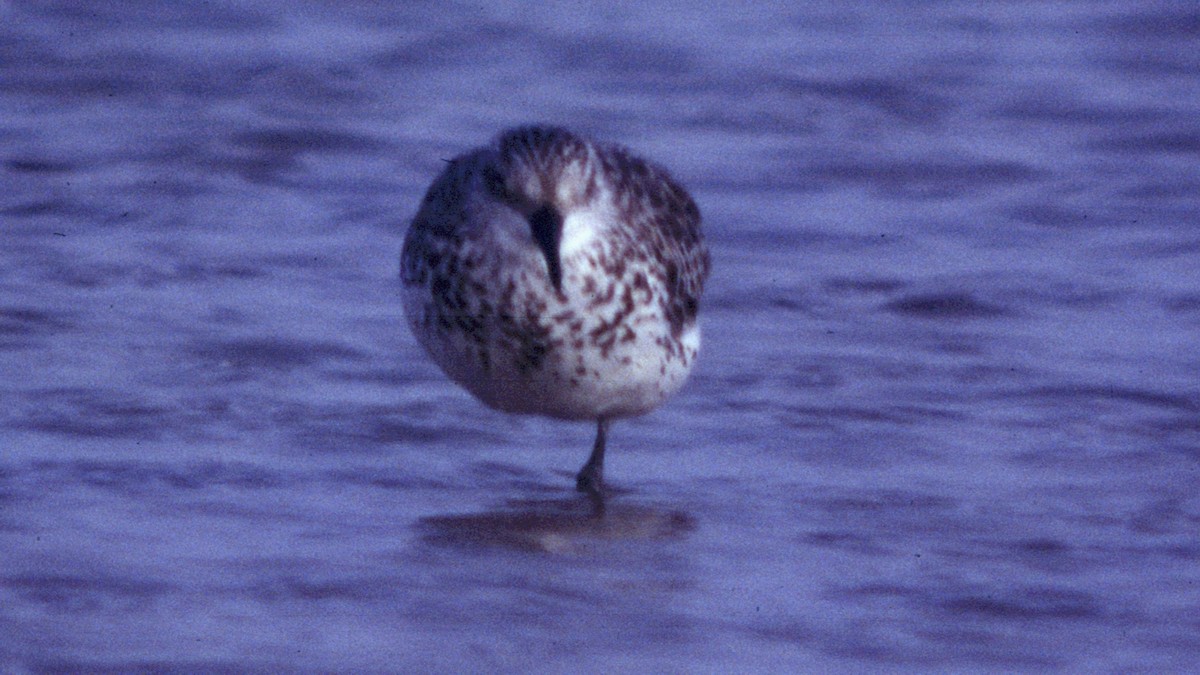 Great Knot - ML30719941
