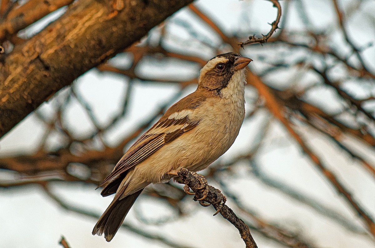 White-browed Sparrow-Weaver - ML307200051