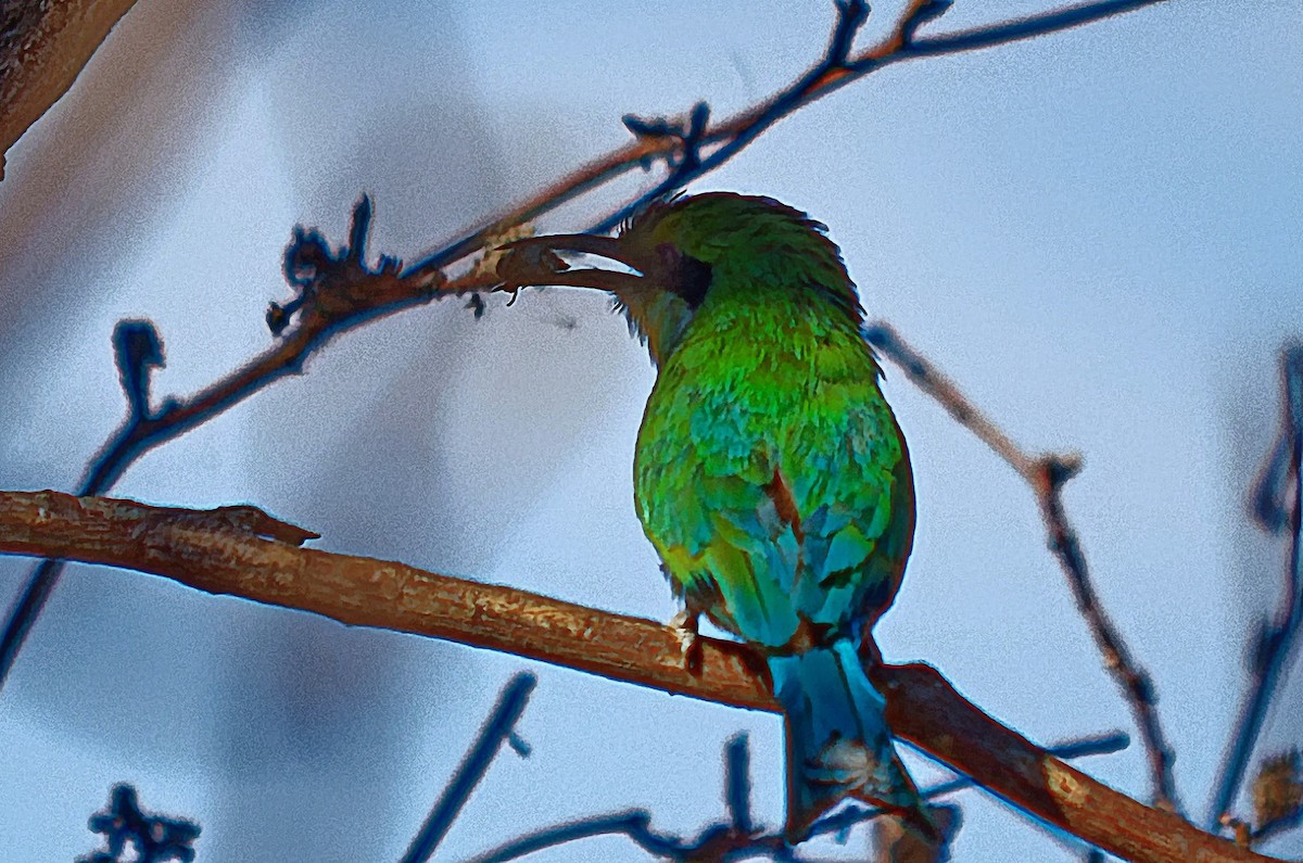 Swallow-tailed Bee-eater - ML307200191