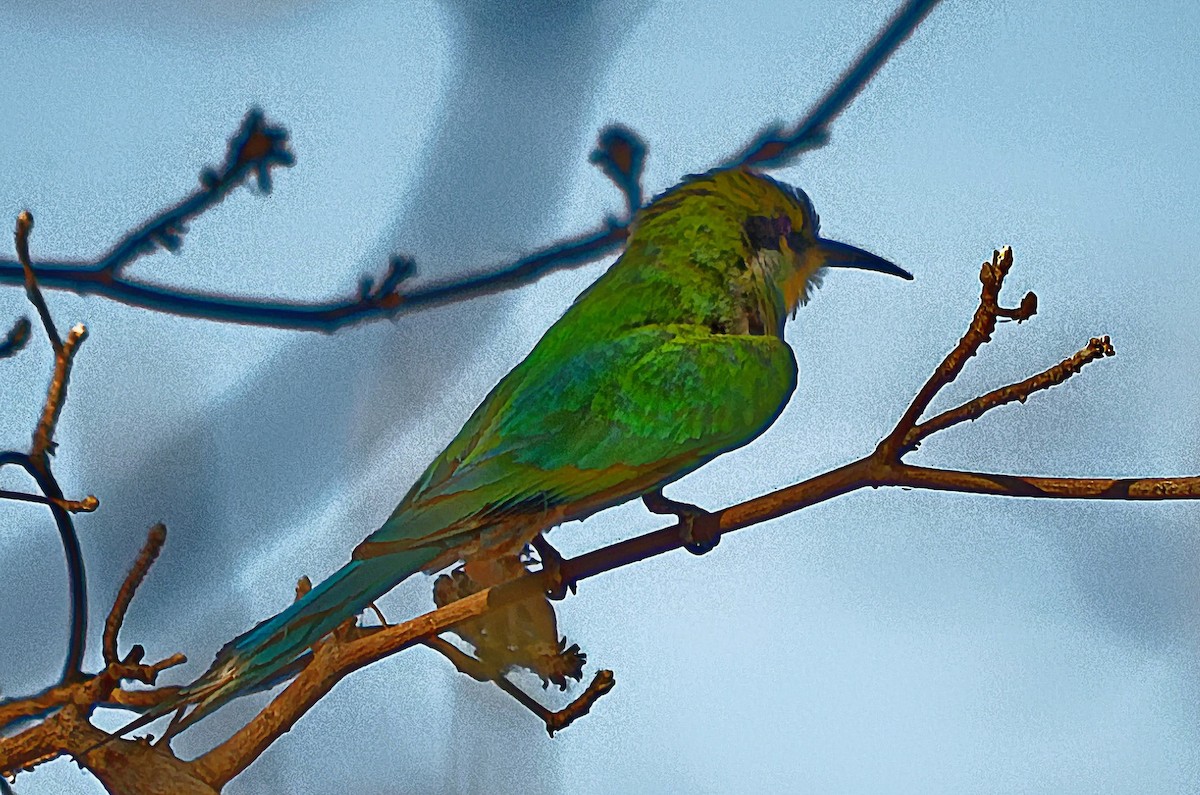 Swallow-tailed Bee-eater - ML307200211