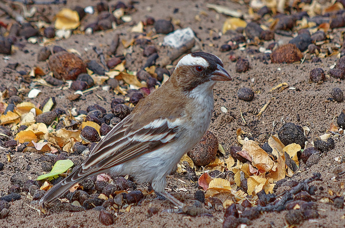 White-browed Sparrow-Weaver - ML307200261