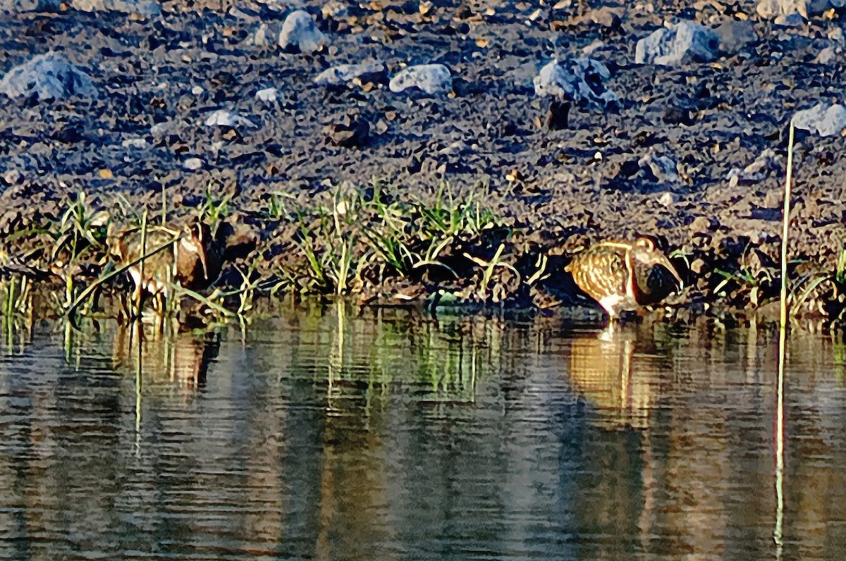 Greater Painted-Snipe - ML307200571