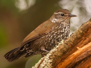  - Sharp-tailed Streamcreeper