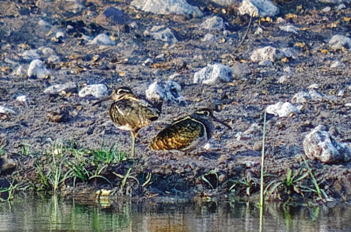 Greater Painted-Snipe - ML307200651
