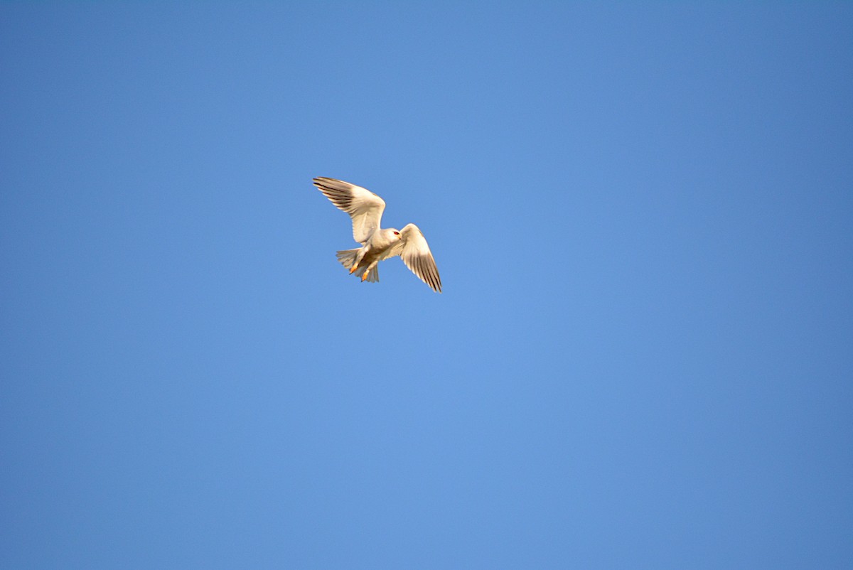 Black-winged Kite - ML307200971