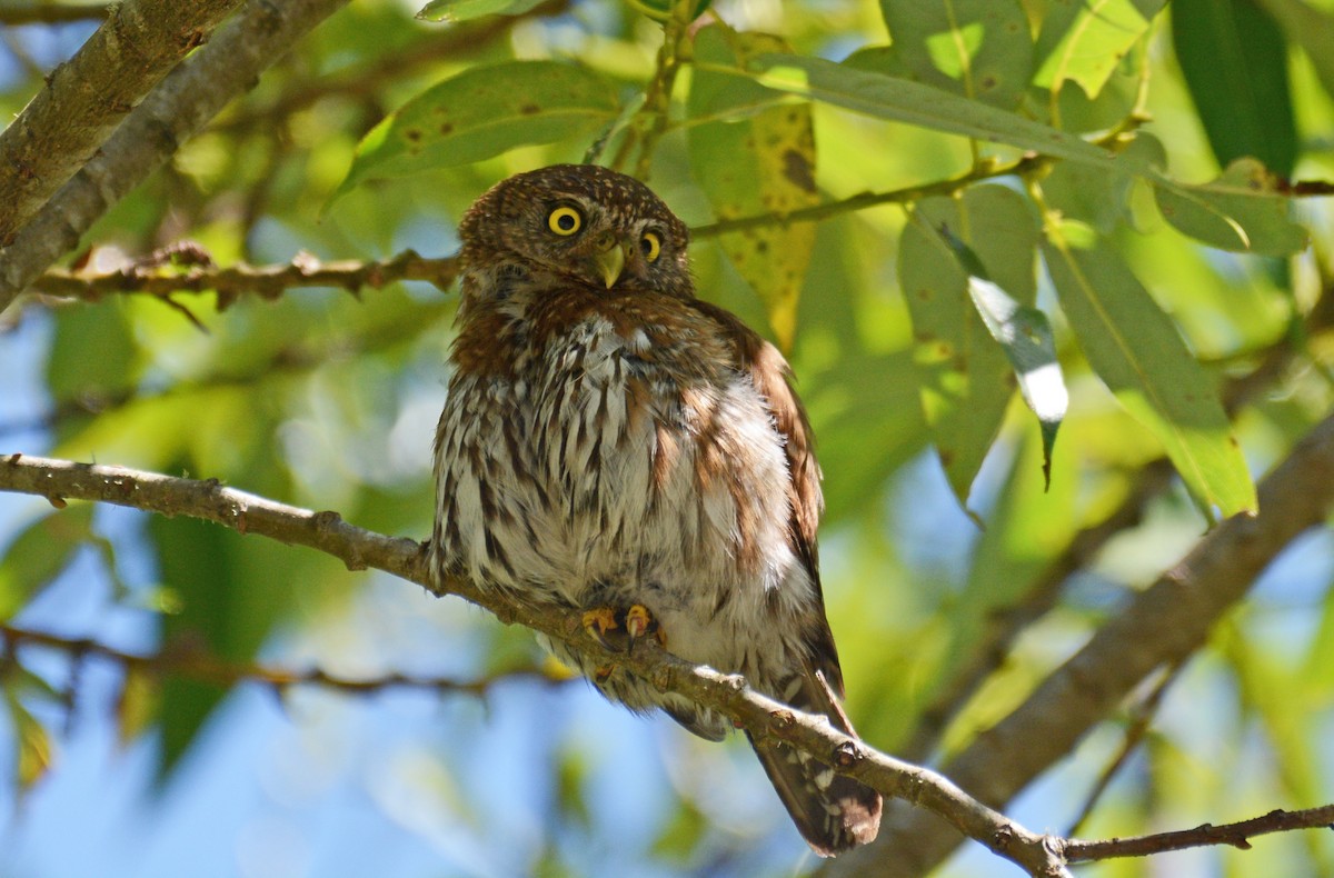 Northern Pygmy-Owl - ML30720361