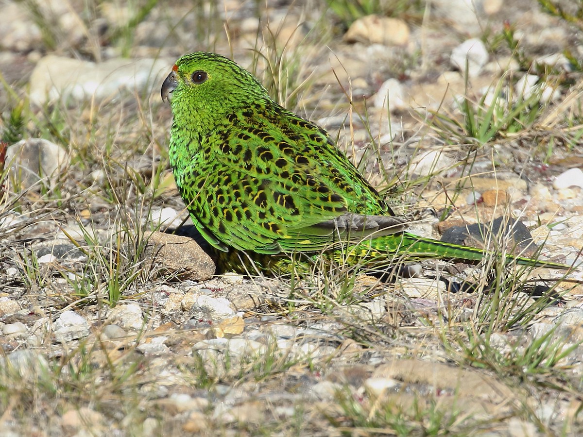 Ground Parrot - Pezoporus wallicus - Birds of the World