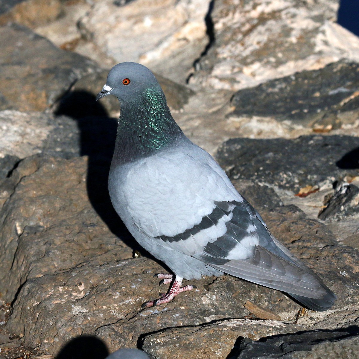 Rock Pigeon (Feral Pigeon) - Jonathan Dowell
