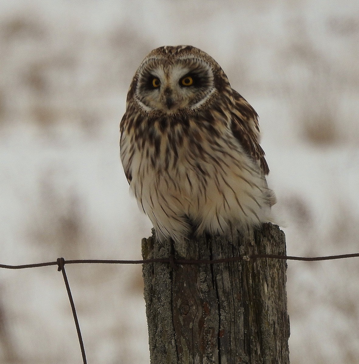 Short-eared Owl - ML307211831