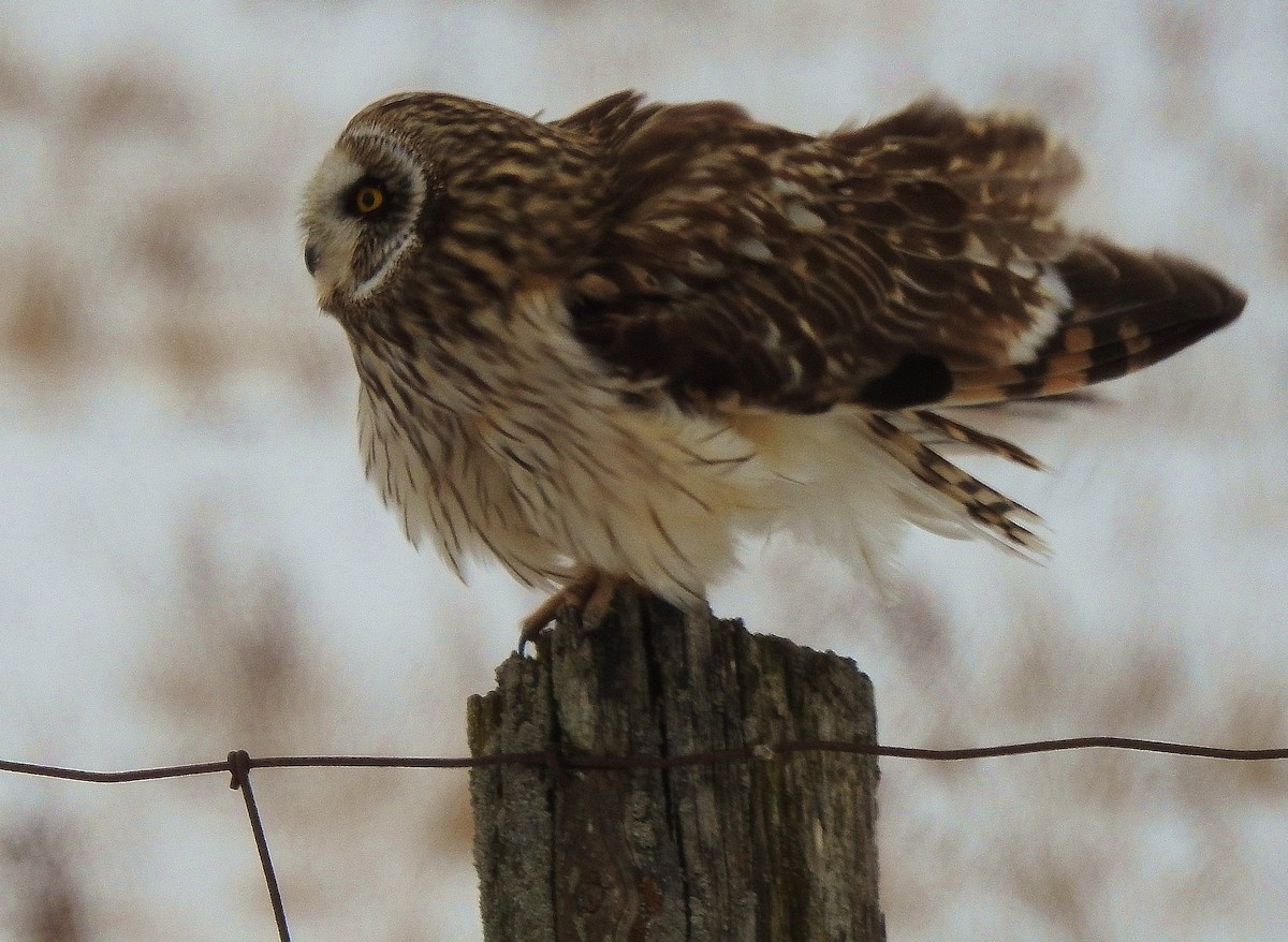 Short-eared Owl - ML307212041