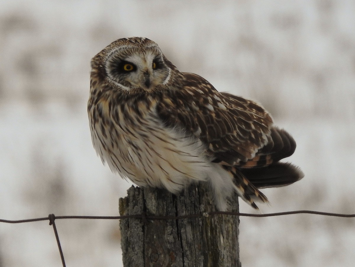 Short-eared Owl - ML307212151