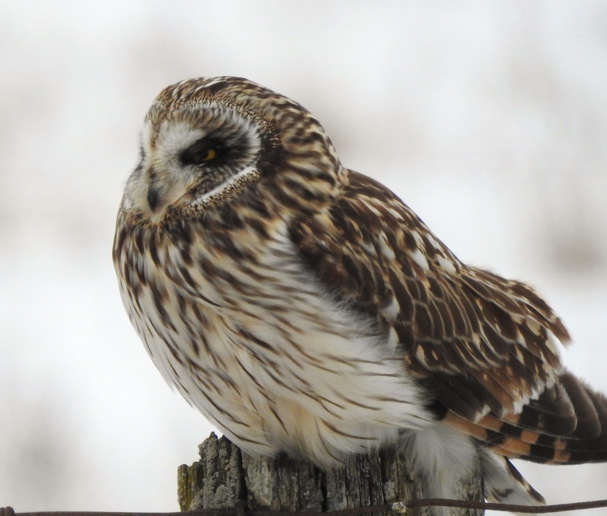 Short-eared Owl - ML307212631