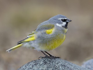  - White-bridled Finch