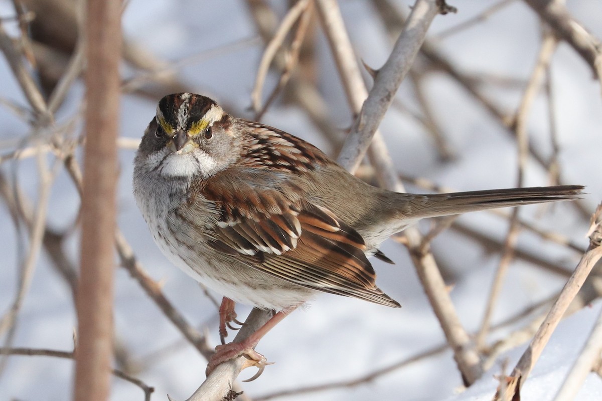 White-throated Sparrow - Susan Francesco