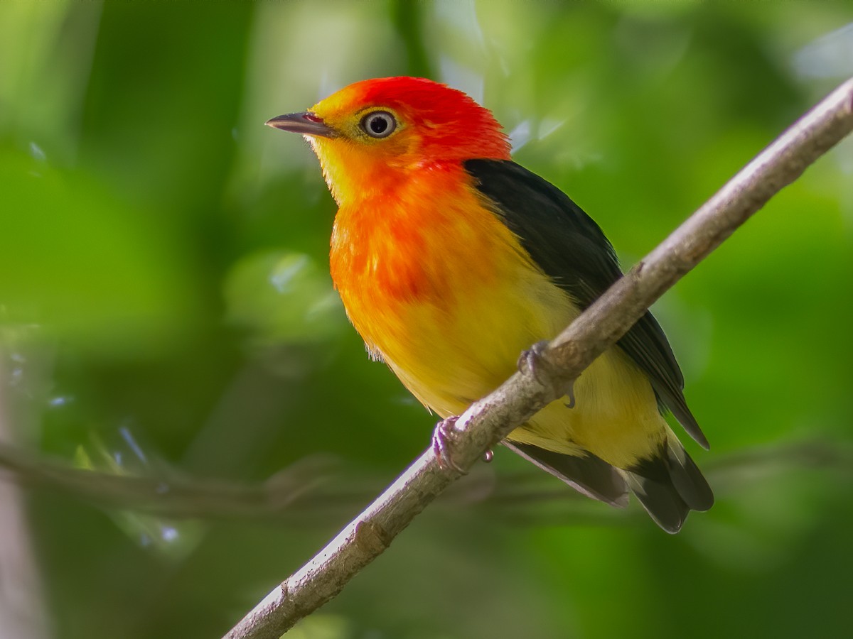 Band-tailed Manakin - Pipra fasciicauda - Birds of the World