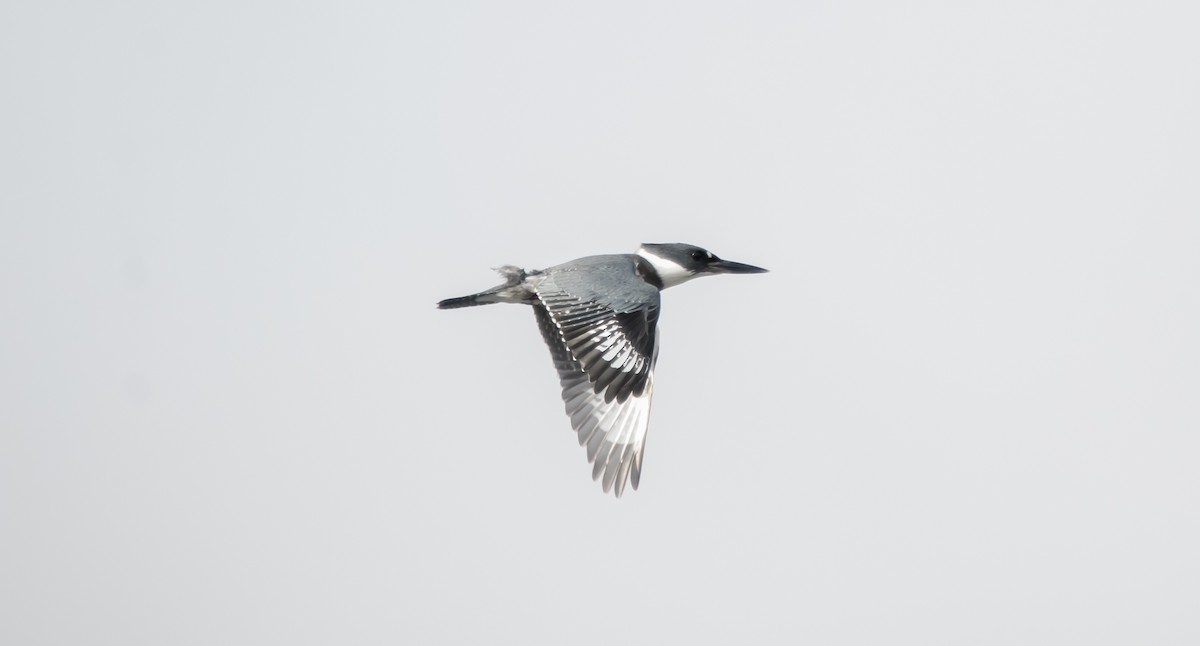 Belted Kingfisher - ML307226631