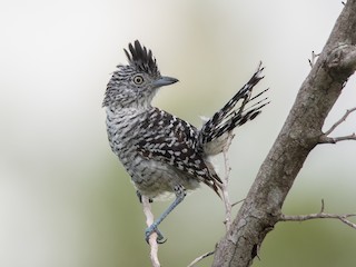  - Barred Antshrike