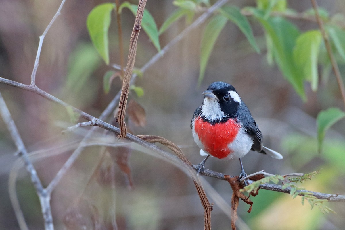 Red-breasted Chat - ML307228021