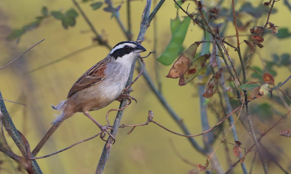 Stripe-headed Sparrow - ML307228961