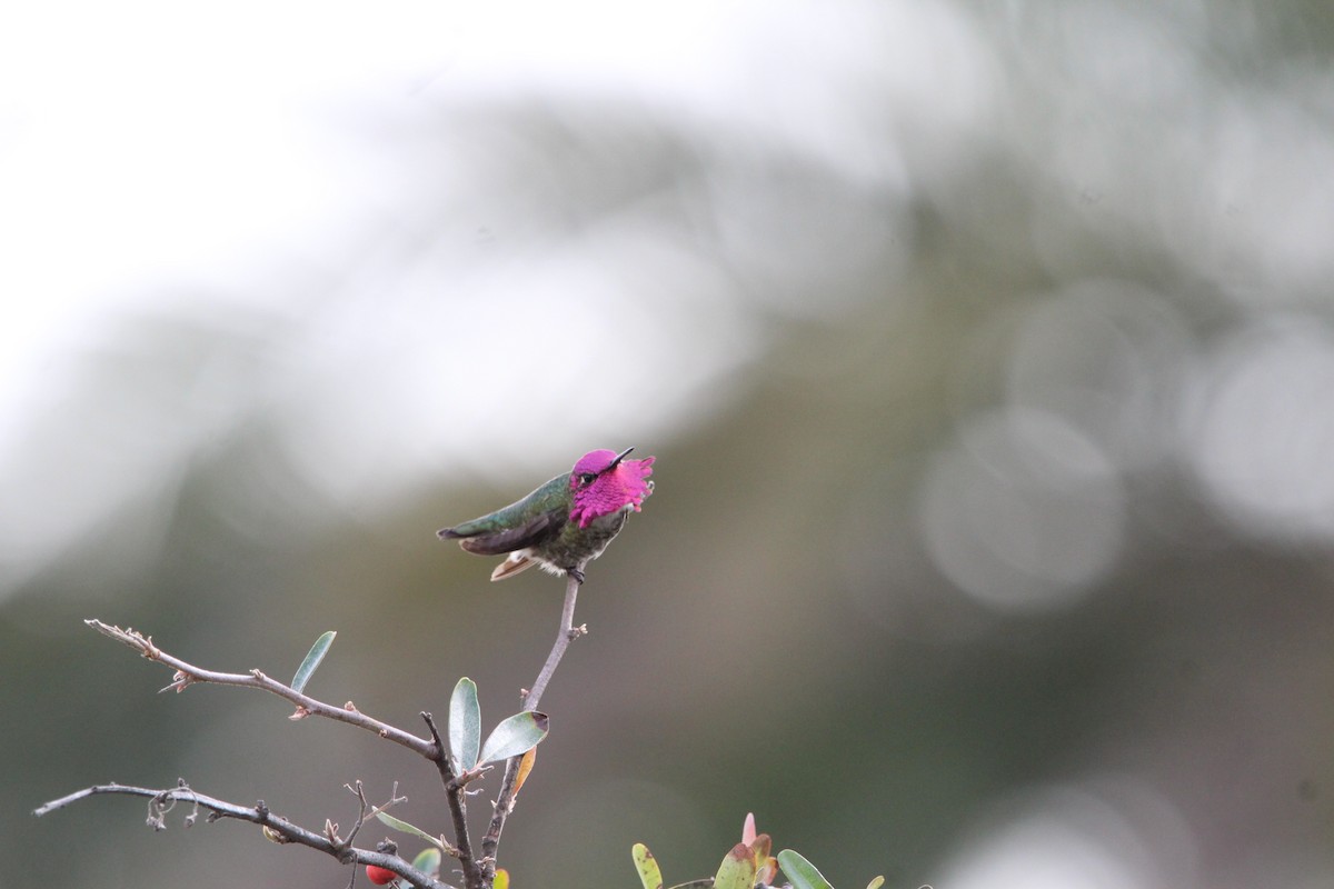 Anna's Hummingbird - Alisia Diamond