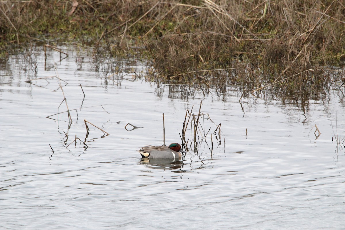 Green-winged Teal - ML307233851