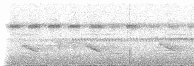 Ornate Stipplethroat - ML307239