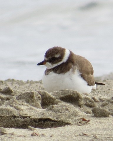 Semipalmated Plover - ML307250221