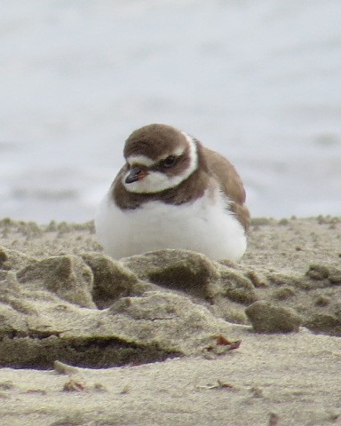 Semipalmated Plover - ML307250231