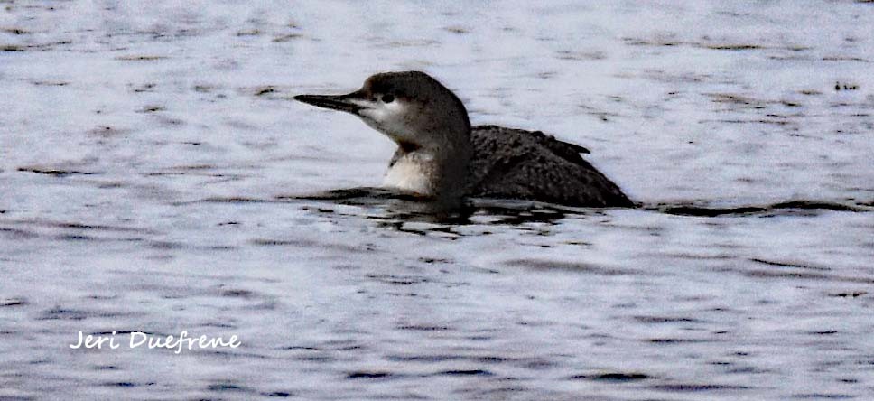 Red-throated Loon - Jerilyn Duefrene