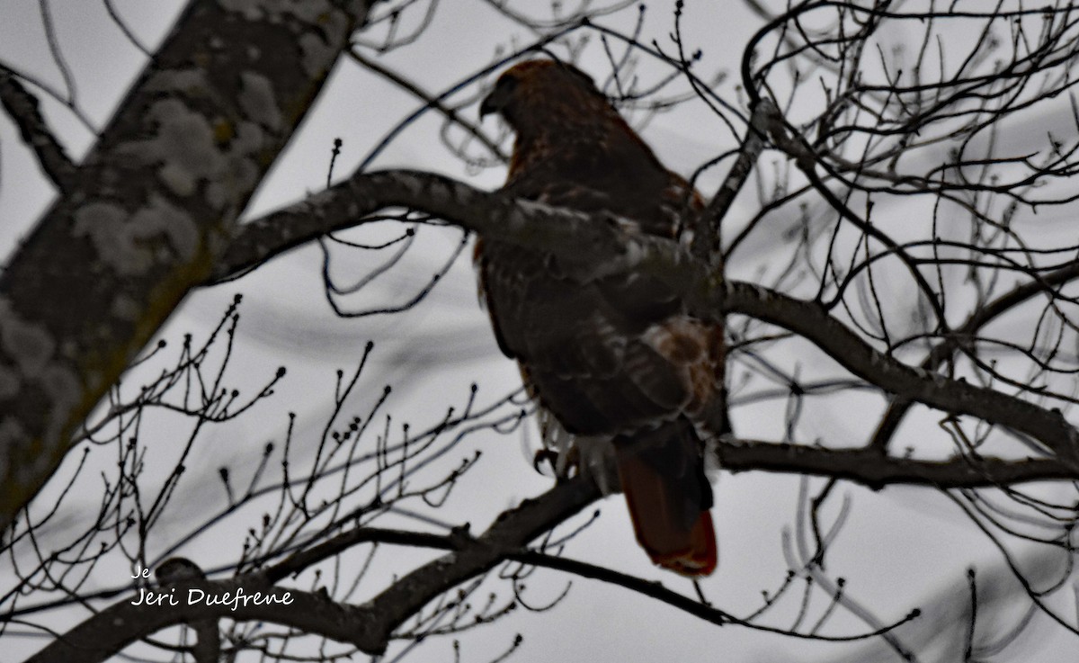 Red-tailed Hawk - ML307250921