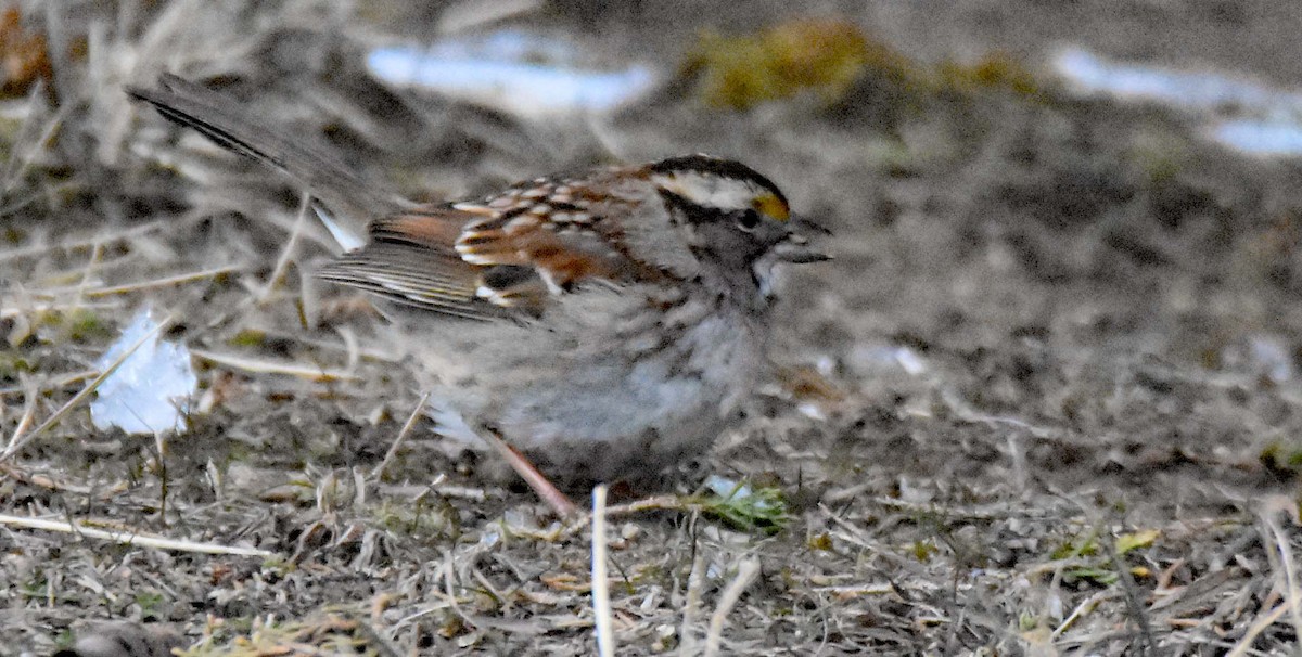 White-throated Sparrow - Jerilyn Duefrene