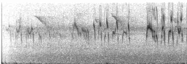 rorýs šedobřichý - ML307252