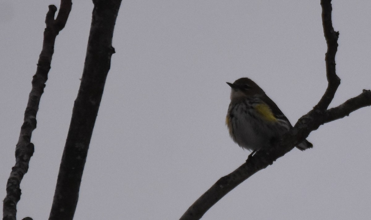 Yellow-rumped Warbler (Myrtle) - ML307254321