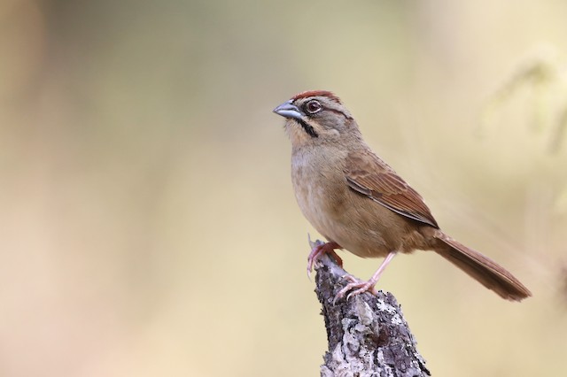 Possible confusion species: Rusty Sparrow (<em>Aimophila rufescens rufescens</em>). - Rusty Sparrow - 