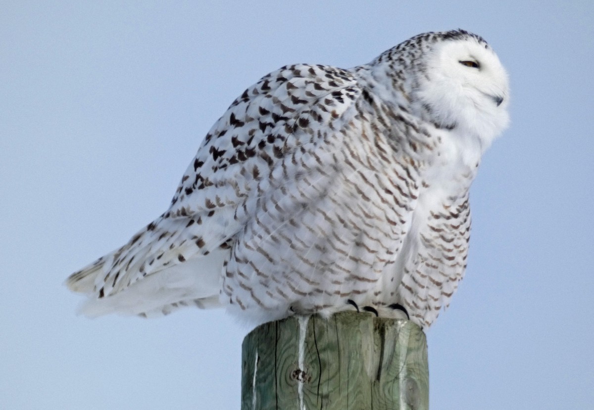 Snowy Owl - ML307257481
