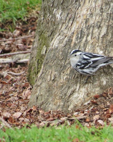Black-and-white Warbler - ML307257561