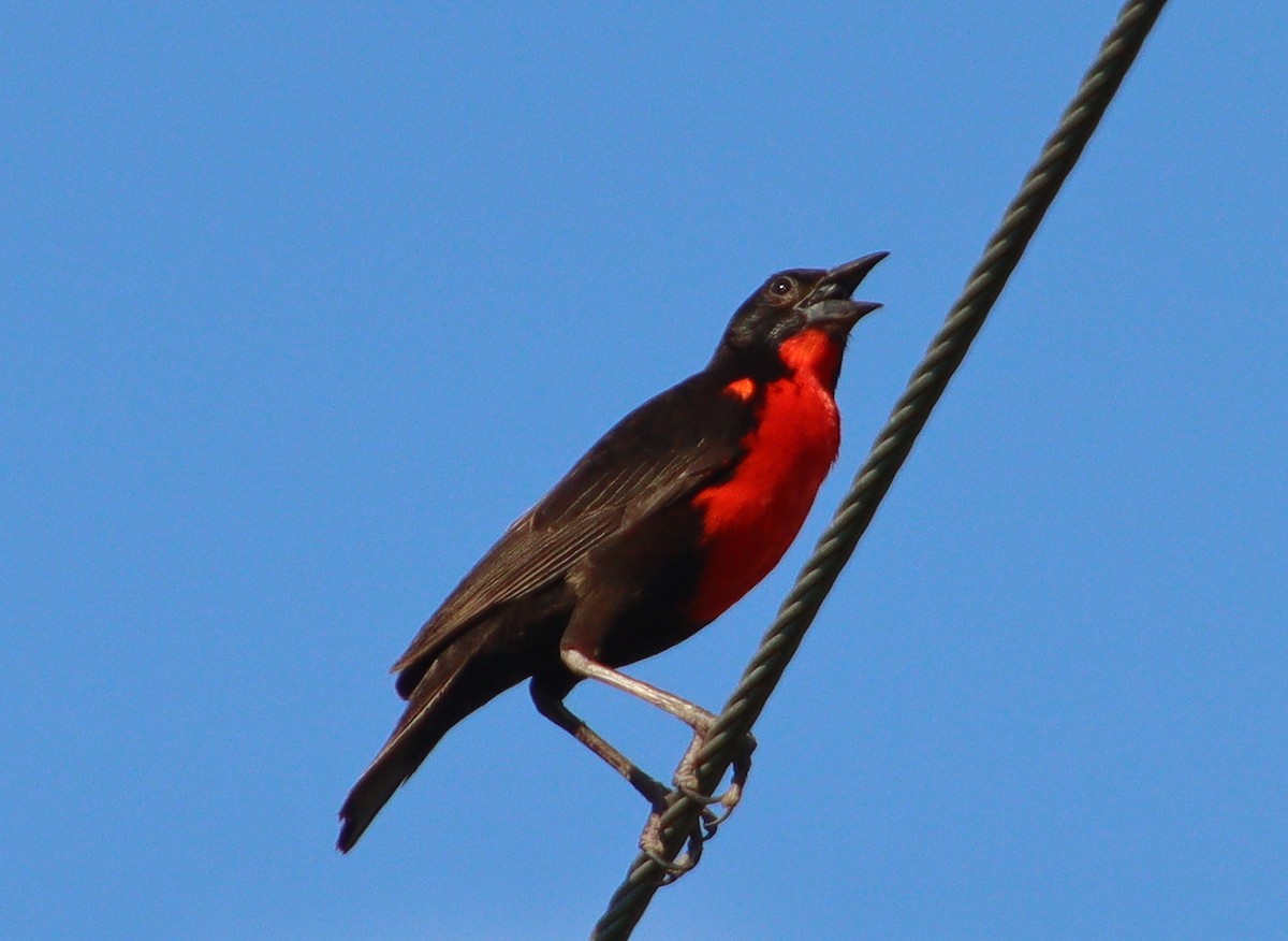 Red-breasted Meadowlark - Wayne Paes