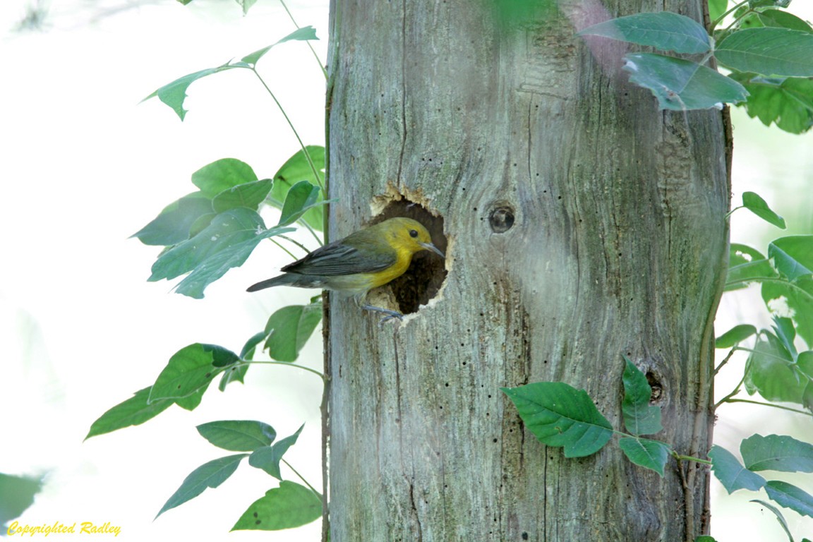 Prothonotary Warbler - ML30726311