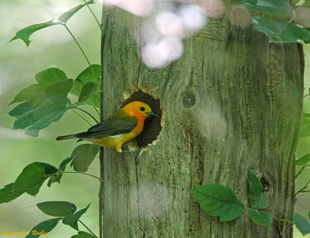 Prothonotary Warbler - Nina Radley