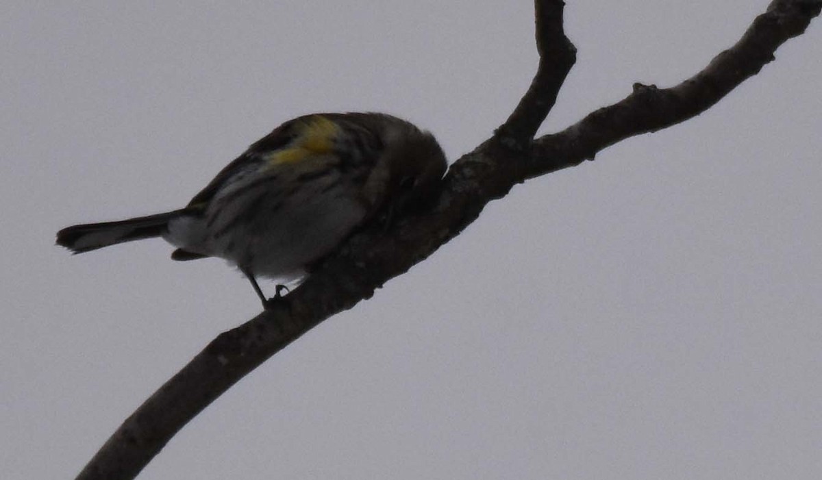 Yellow-rumped Warbler (Myrtle) - ML307269861
