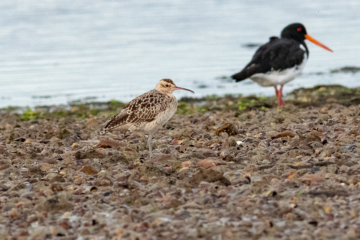 Little Curlew - ML307272821
