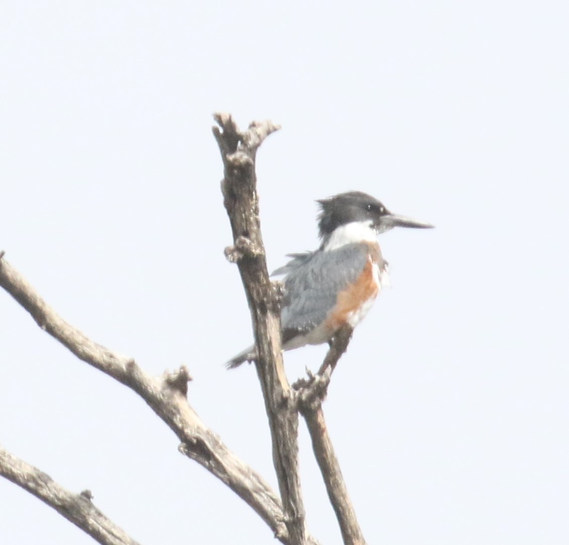 Belted Kingfisher - Marvin Nelson