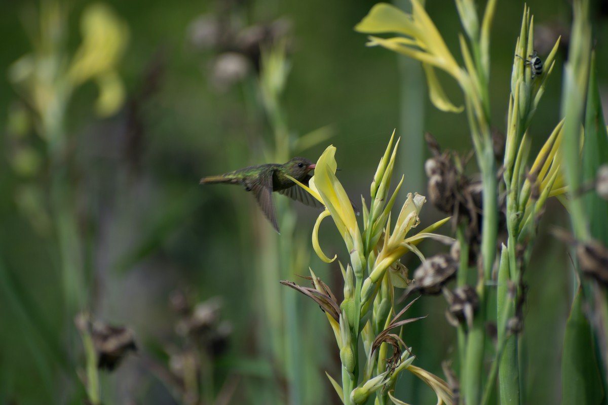 Gilded Hummingbird - German Biermann