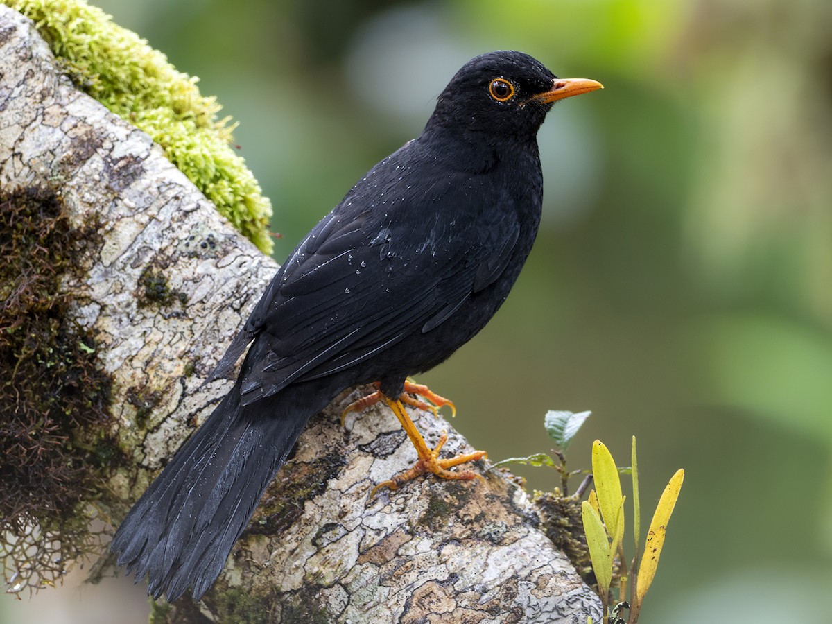 black thrush bird