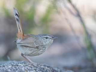  - Chestnut-rumped Heathwren