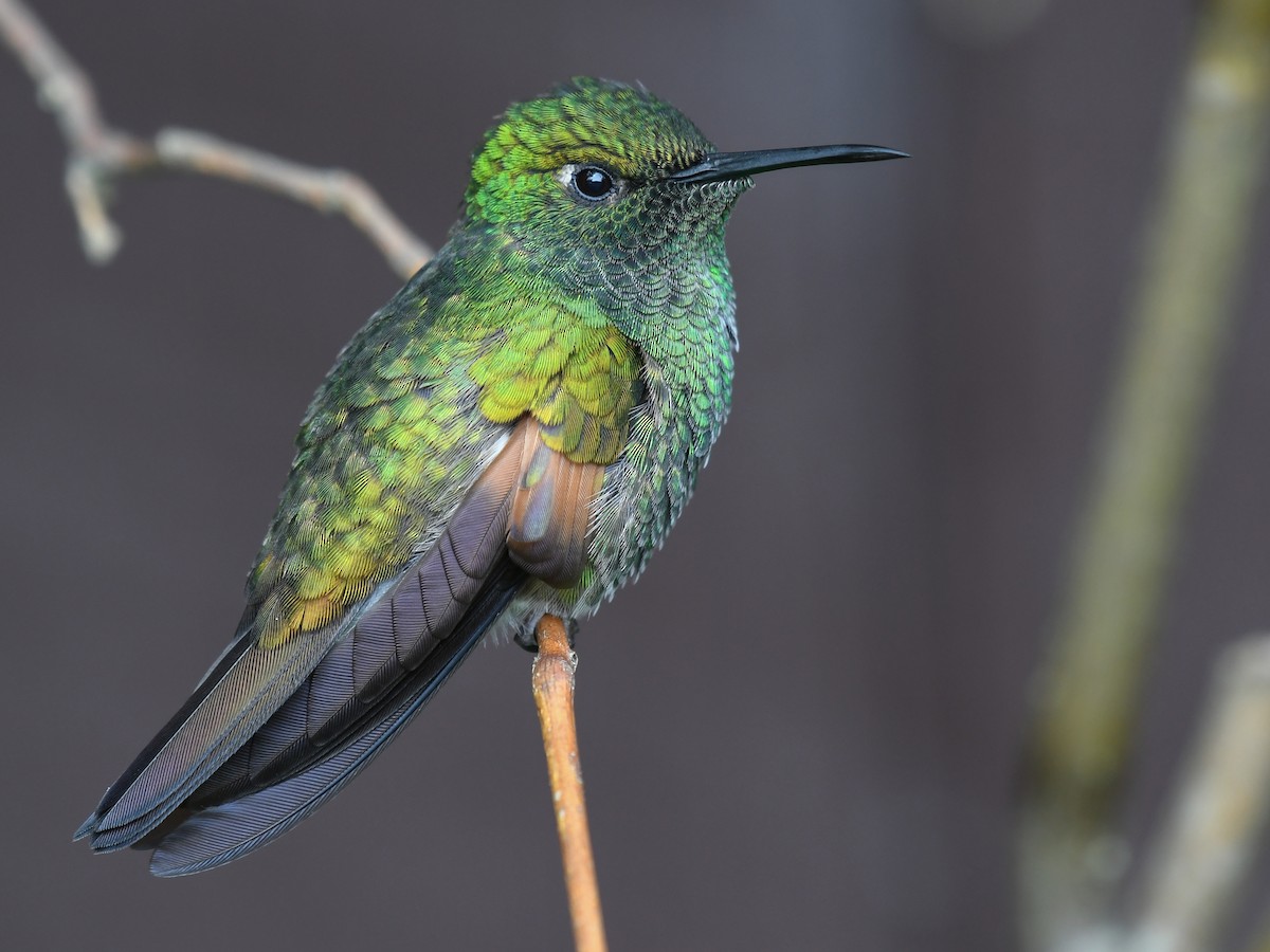 Stripe-tailed Hummingbird - Eupherusa eximia - Birds of the World