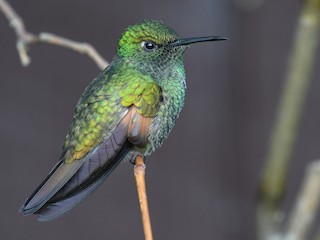  - Stripe-tailed Hummingbird