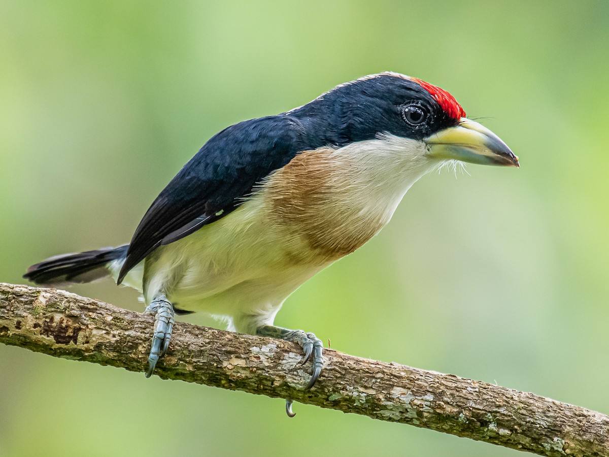 White-mantled Barbet - eBird